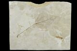 Fossil Poplar Leaf (Populus) - Green River Formation, Utah #117999-1